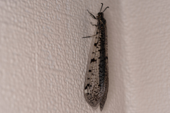 Euroleon polyspilus