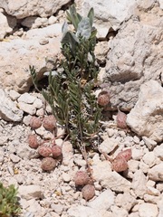 Astragalus limnocharis montii
