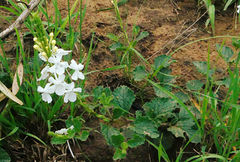 Chascanum hederaceum