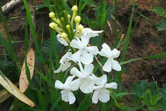 Chascanum hederaceum