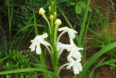 Chascanum hederaceum
