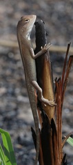 Diporiphora