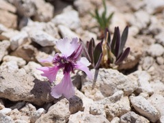 Silene petersonii