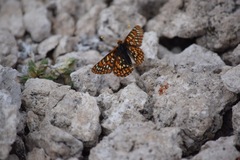 Euphydryas editha