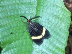 Pidorus
