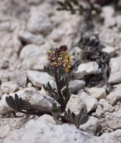 Rose's springparsley (Cymopterus rosei)