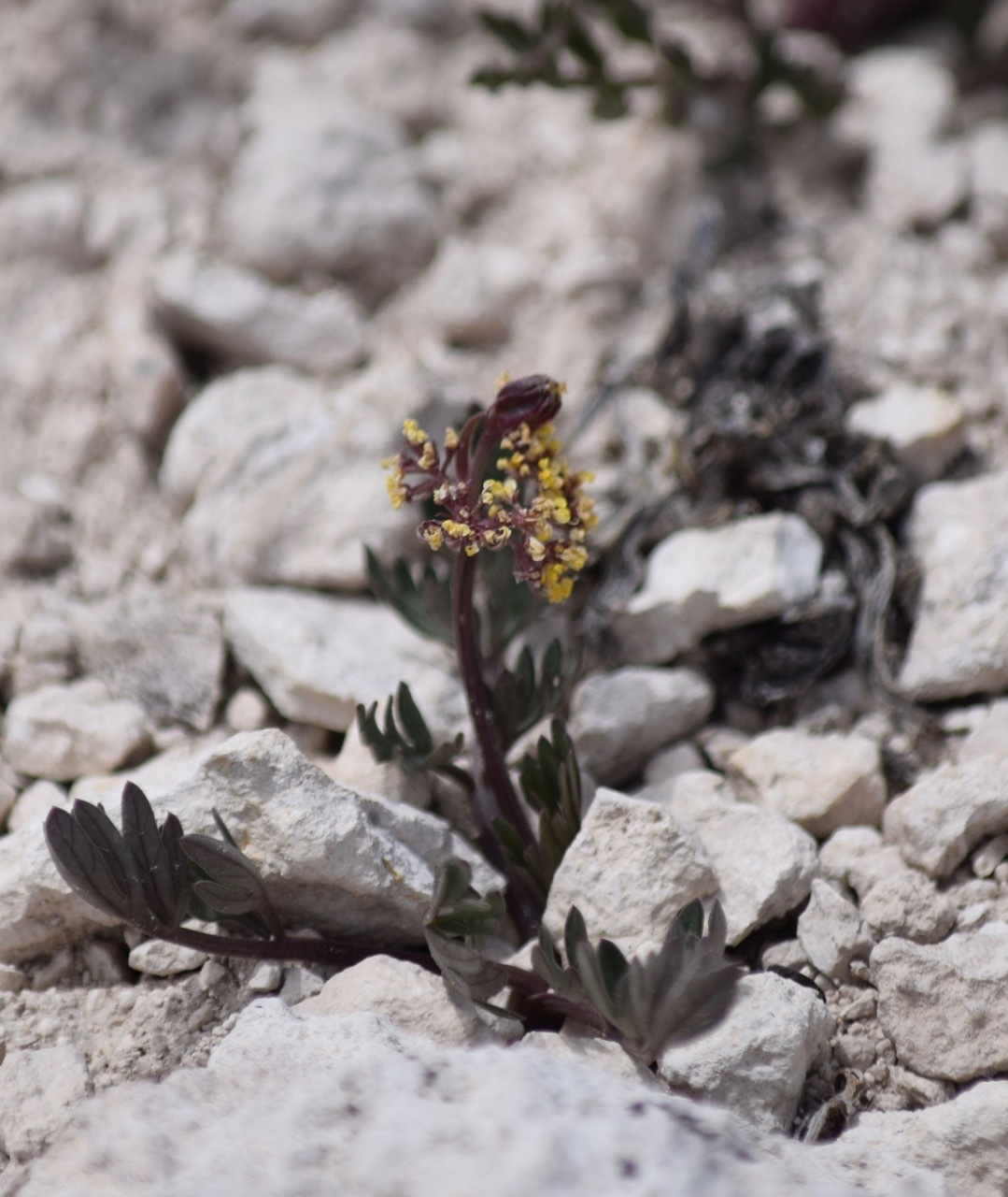 Cymopterus rosei