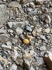 Anuroctonus phaiodactylus