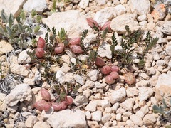 Astragalus limnocharis montii
