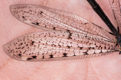 Euroleon polyspilus