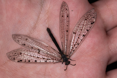 Euroleon polyspilus