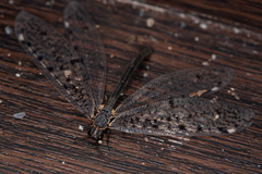 Euroleon polyspilus