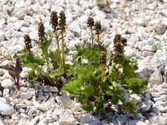 Veronica utahensis