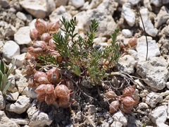 Astragalus limnocharis montii