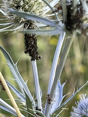 Myzus cerasi