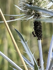 Myzus cerasi