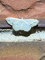 Scopula compensata