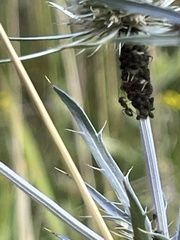Myzus cerasi