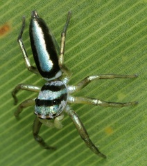 Cosmophasis darwini