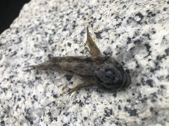 Cottus gulosus