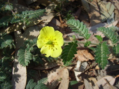 Tribulus hystrix