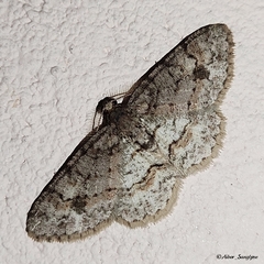Aethalura leucozona