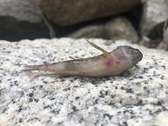 Cottus gulosus