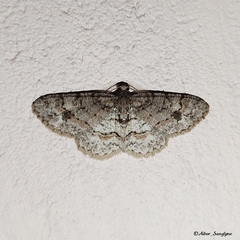 Aethalura leucozona
