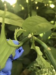 Micrathena triangularispinosa