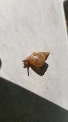 Bulimulus bonariensis