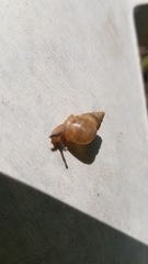 Bulimulus bonariensis