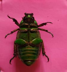 Chrysina adelaida