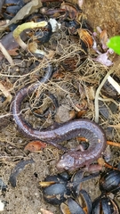 Plethodon dorsalis
