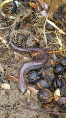 Plethodon dorsalis