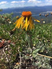 Tephroseris lindstroemii