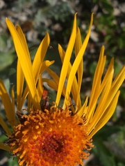 Tephroseris lindstroemii