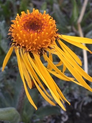 Tephroseris lindstroemii