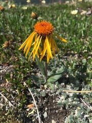 Tephroseris lindstroemii