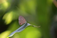 Jamides alecto alocina