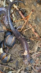 Plethodon dorsalis