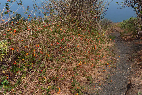 Lantana camara image