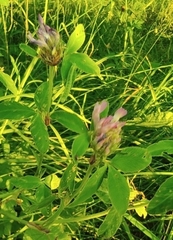 Trifolium pratense