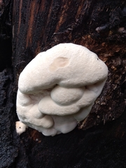 Fomitopsis schrenkii