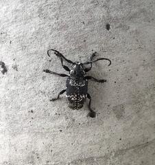 Acanthoderes funeraria