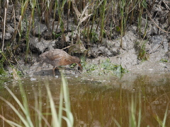 Rallus obsoletus levipes