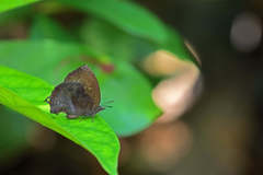 Mahathala ameria