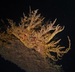 Dendronotus europaeus