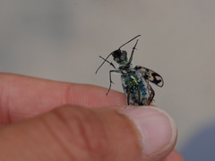 Cicindela latesignata