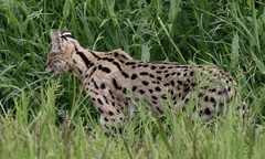 Leptailurus serval constantina