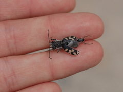 Cicindela latesignata